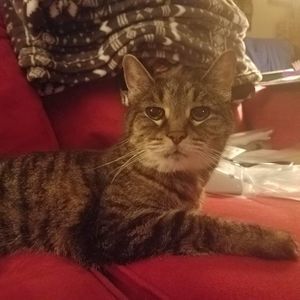 Meet your Posher, Carmen